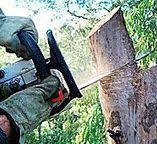  Rensselaer, NY Tree Removal Pros