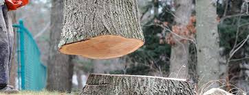 Best Storm Damage Tree Cleanup  in Rensselaer, NY